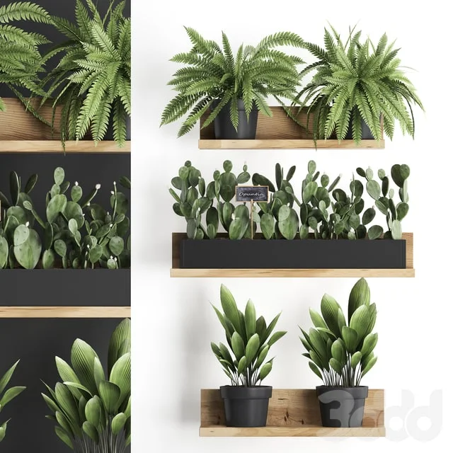 Shelf with flowers Plant 398. Cactus, fern, Prickly pear, prickly pear, indoor plants, eco design